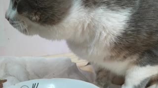 My cat eats