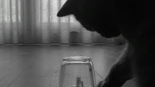 Cat fascinated by fly trapped under glass