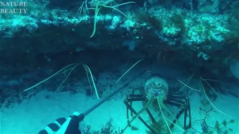 Big Octopus Hunting Skills
