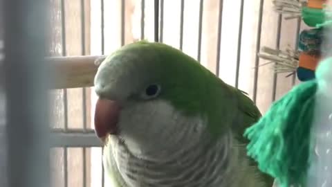 French speaking baby parrot, clear voice MUST SEE !!