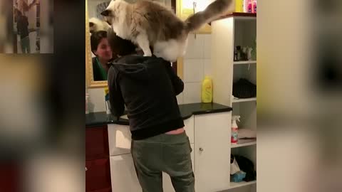 The cat that climbed on the head of the mistress