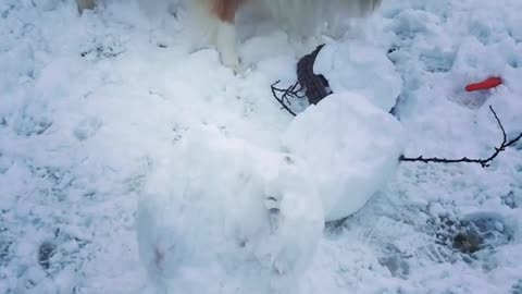 Collie dog digs at a snow man