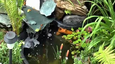 pond | Nature of the world