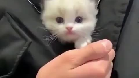 Cute 🐈 cat , beautifull cat in the world