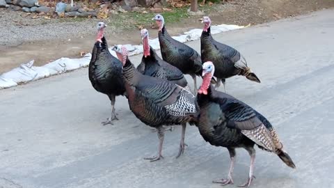 Herd of wild turkeys hold up traffic