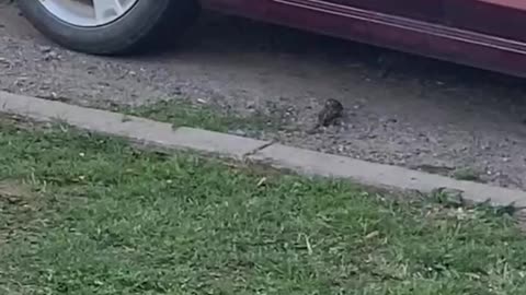 Birds Battle in Driveway