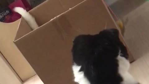 Cat jumps out of the box
