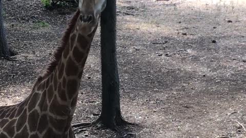 curious giraffe