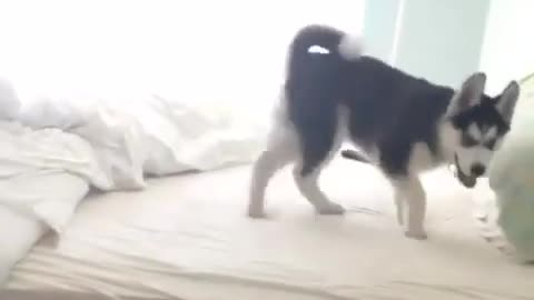 Husky scared from jumping pees on bed - Hilarious