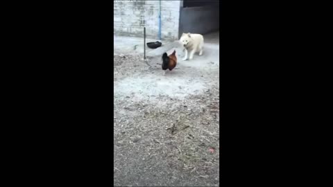 Funny Animals 🤣 Chicken VS Dog Fight Compilation 🐶, Try Not To LAUGH!!!