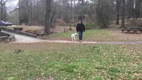 6Month old Dog Argentino Luna Before/After video!Dog trainings Columbus Georgia