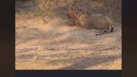 Watch Buffalo 🐃 killing a lion 🦁