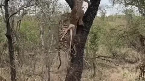 A phenomenal sight to witness of leopards at Londolozi, South Africa