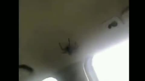 Monstrous Spider In Moving Car