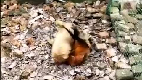 Chicken and dog in a clash fight