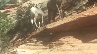 Goats Zion National Park