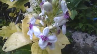 Small white flowers with purple spots and yellow leaves, very beautiful! [Nature & Animals]