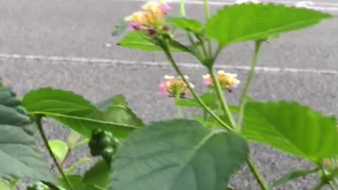 Beautiful Lantana..