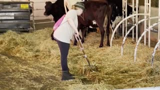 Visiting Some Cows at the LA COUNTY FAIR! #shorts