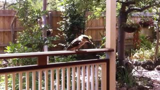 The Friendly Kookaburra drops in for a quick bite