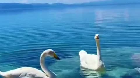 What a pleasant thing to enjoy the beautiful scenery and feeding the swans!