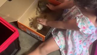 Girls protects chicks from her dog