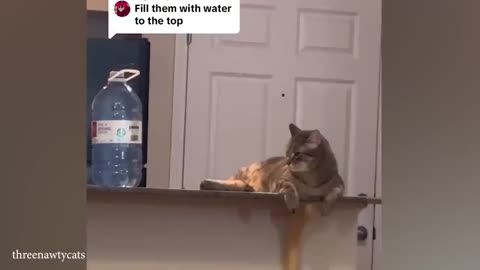 Funny Cat Videos and Cat Memes