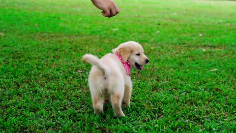 White puppy playing in the garden