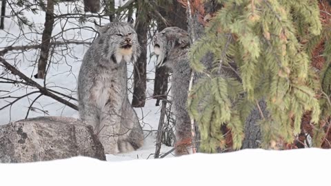 Eurasian Lynx | Wildcat | Animals | The Hunter classic |