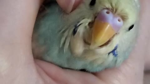 Baby budgie/ parakeet