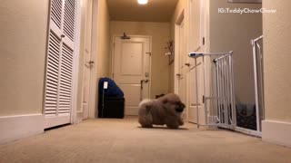 Brown chow dog runs towards owners in house