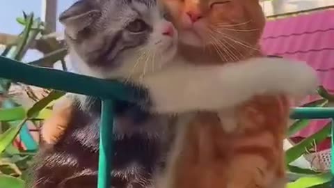 Cute Cat video| Funny cats