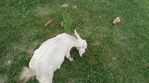 goat baby eating grass in the field