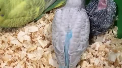 A group of lovebirds and a baby chick eating their food from a tank