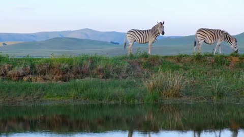 Beautiful animal zebra