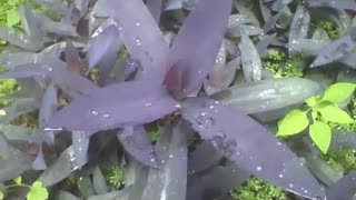 A small garden with several purple heart plants with raindrops [Nature & Animals]