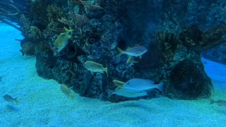 Aquarium at Corpus Christi