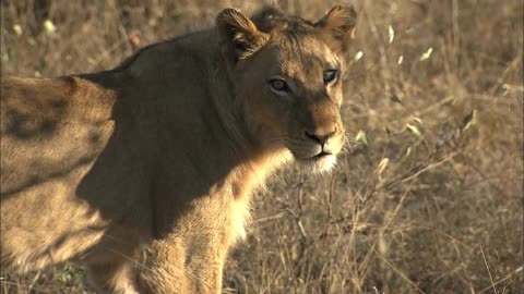 a young adolescent lion panthera leo in dry grass looking at camera