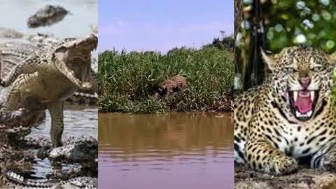 jaguar fights against jacare for survival in the middle of the swamp