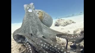 octopus and its beauty