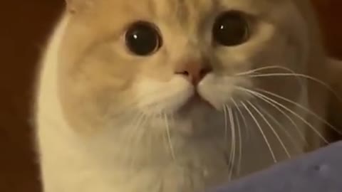 Aww pets tik tok, Cat tiktoks, dog tiktoks, Funny animals