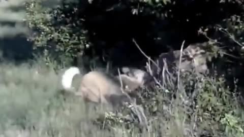 A wild dog traps an antelope
