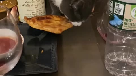 Hangry Kitten Steals Pizza