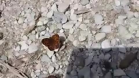 interesting colorful butterflies