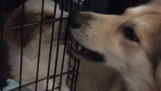 Two tan dogs sitting down lick each other, one is in a cage