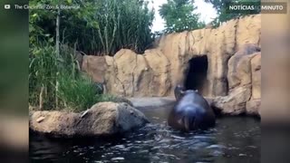 Hipopótamo filhote supera adversidades e aprende a nadar com a mãe