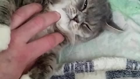 Homemade tenderness with a cat