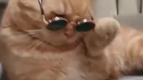 Funny cat 😸 wearing Goggles