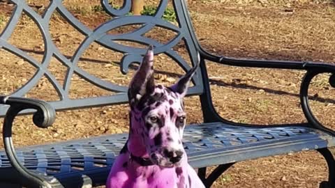 Woman Dyed Her Dog in Purple Color to Make the Puppy Less Frighten