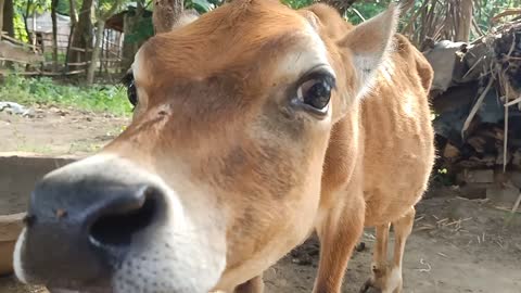 Beautiful Cow video animal